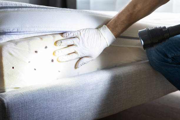 Best Flea Control Services  in Deland Southwest, FL