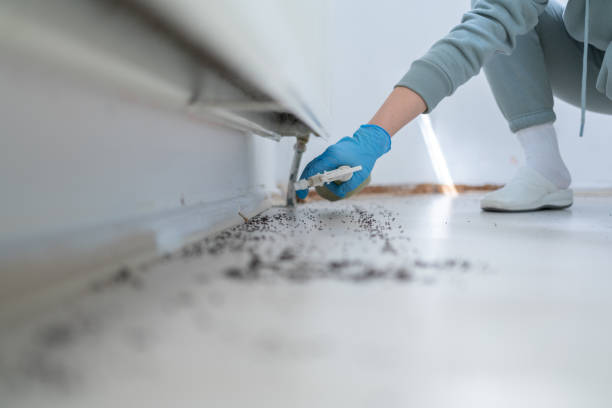 Best Pest Prevention Services  in Deland Southwest, FL